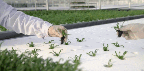 两亿菜农慌了！刚刚，刘强东种菜开卖，价格低、不用洗、直接吃！