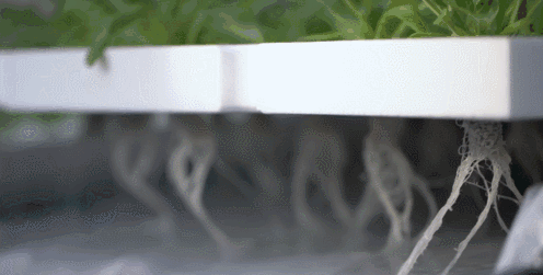 两亿菜农慌了！刚刚，刘强东种菜开卖，价格低、不用洗、直接吃！