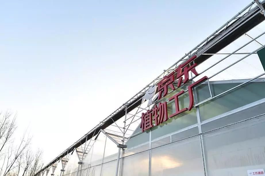 两亿菜农慌了！刚刚，刘强东种菜开卖，价格低、不用洗、直接吃！